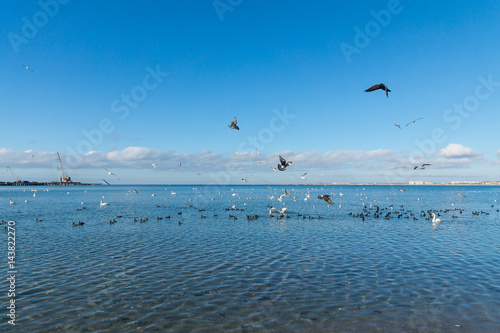 A lot of waterfowl: coot, or flatted (lat. Fulica atra), mute Swan (lat. Cygnus olor) and silver gull (lat. Larus argentatus) on the blue surface of the Black sea in Anapa, Krasnodar region.