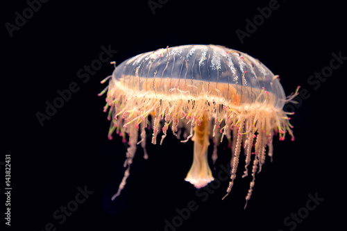 Japanese flower hat jelly