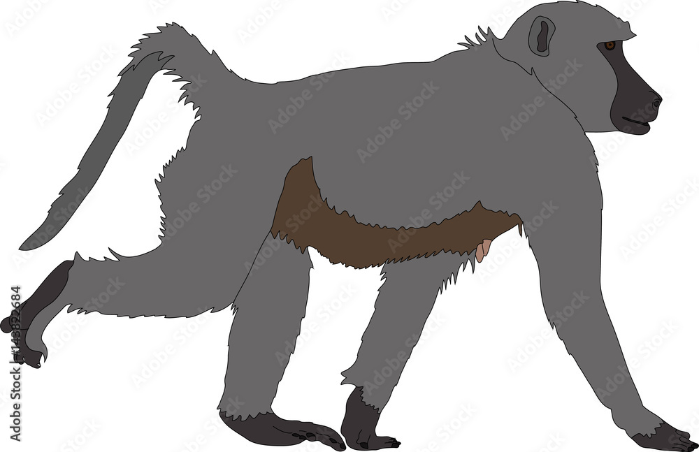 Fototapeta hand drawn portrait of a wild baboon - colored vector Illustration isolated on white background