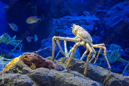 Japanese spider crab