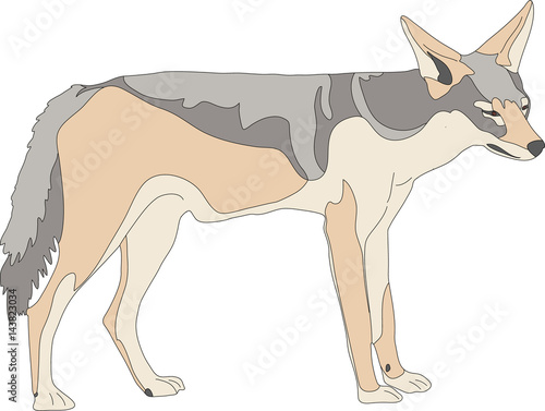 hand drawn portrait of a wild black backed jackal - colored vector Illustration isolated on white background