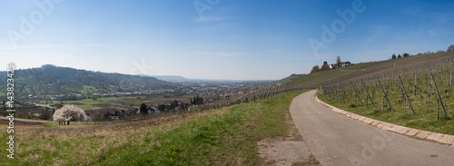 Weinberg als Panorama im Frühling