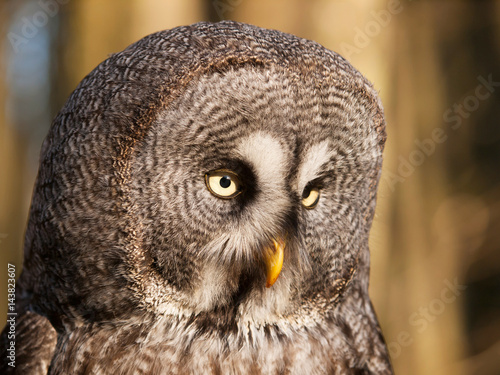 Portrait of one of largest owl - Great grey owl - Strix nebulosa