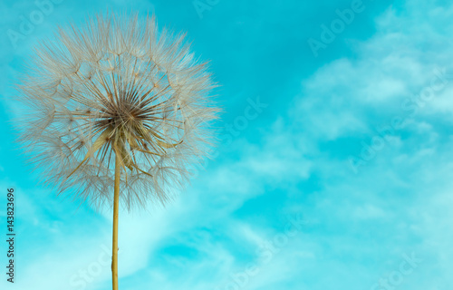 Delicate dandelion with seeds on background of bright blue sky.