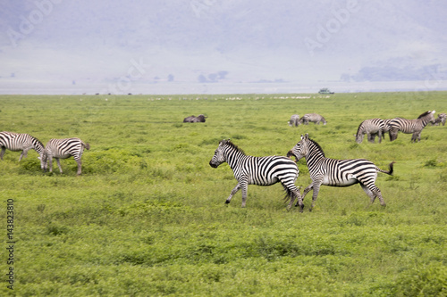 Zebra fight, Ngorongoro Crater, Tanzania