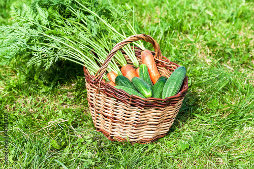Wooden wicker basket with fresh orange carrots and green cucumbers at the outdoors