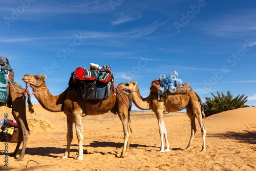 Camels stand with a load  the Sahara desert
