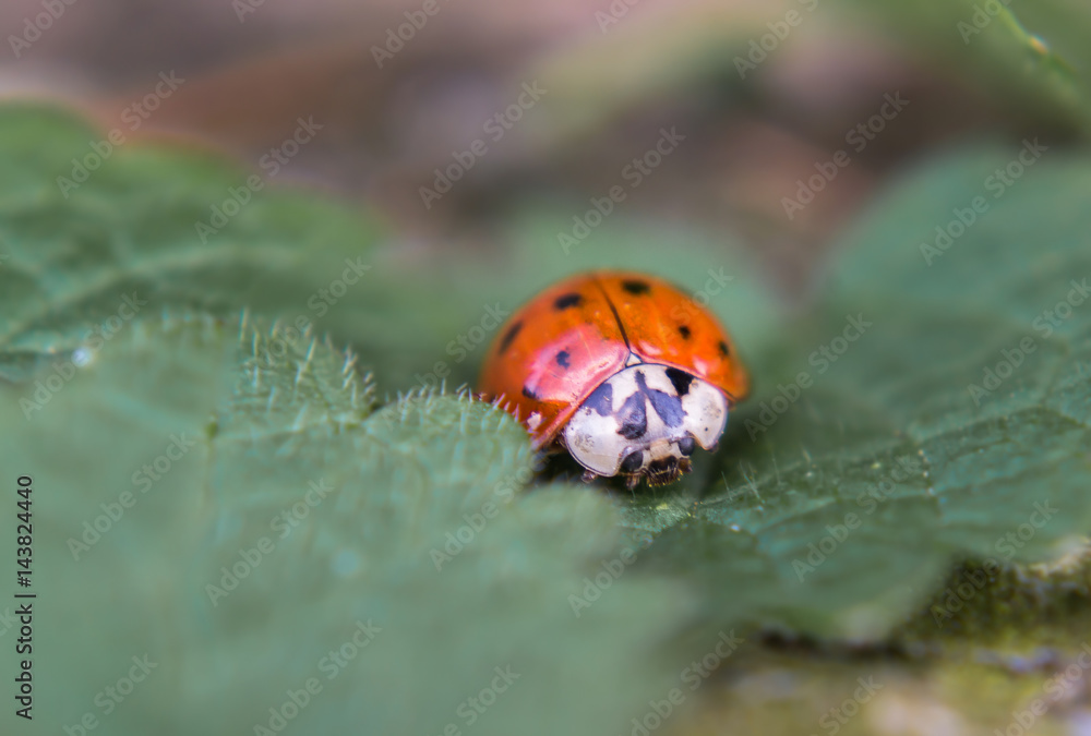 coccinelle coccinelle