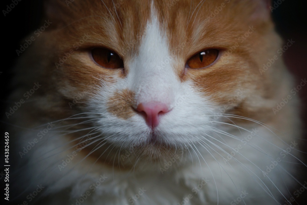 Red, fluffy cat Red, fluffy cat