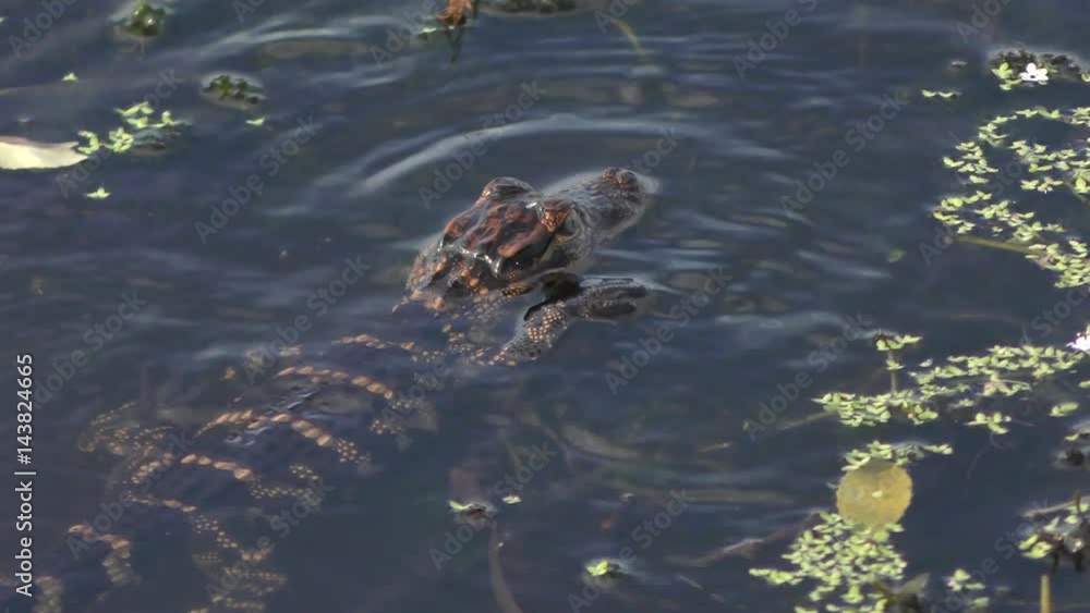 baby alligator feeds in the pond baby alligator feeds in the pond