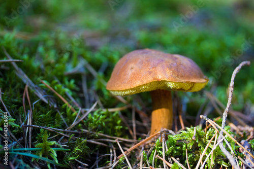Closeup of a wild mushroom