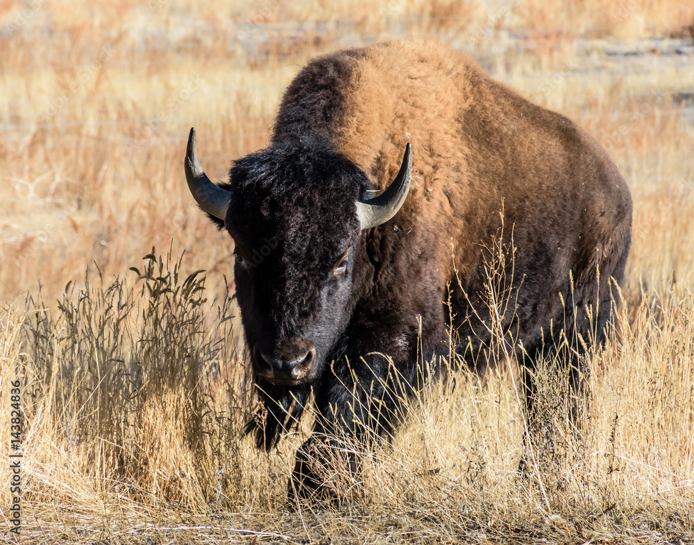 Wild North American Bison