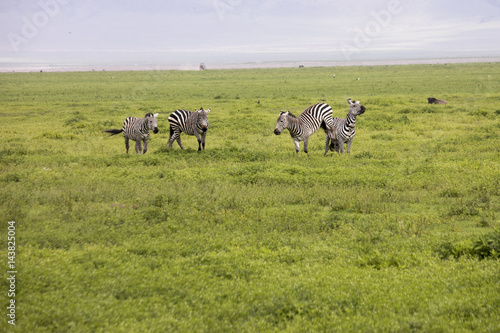 Fototapeta Naklejka Na Ścianę i Meble -  Fighting zebras, Ngorongoro Crater, Tanzania