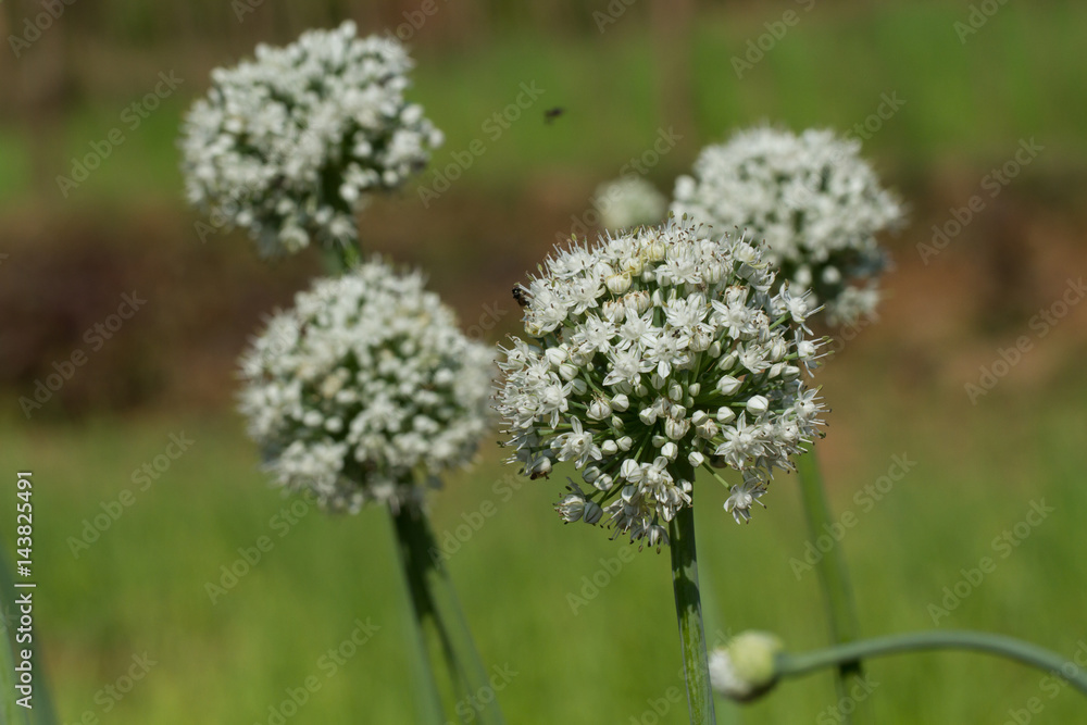 A period of tumultuous vegetation. White flowers of green onions
A period of tumultuous vegetation. White flowers of green onions