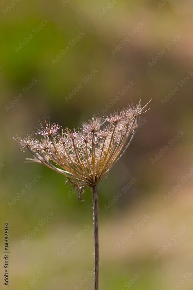 Obraz premium Dry grass abstract background.