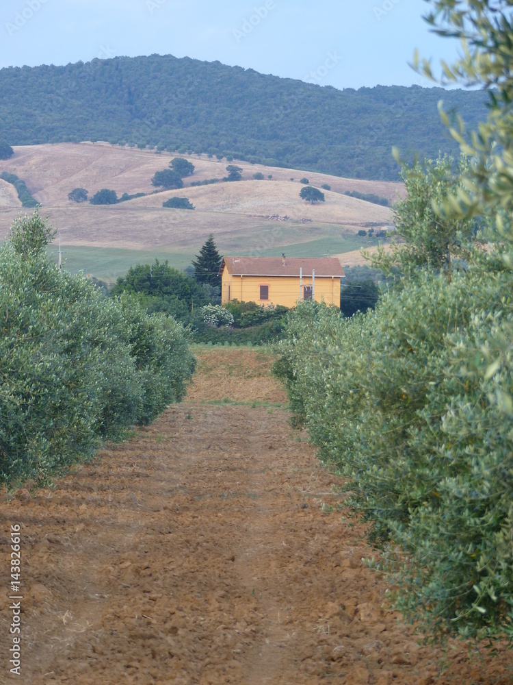 Una casetta di mezzo alle vigne nelle colline toscane in Italia. Una casetta di mezzo alle vigne nelle colline toscane in Italia.