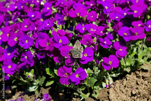 Phlox paniculata