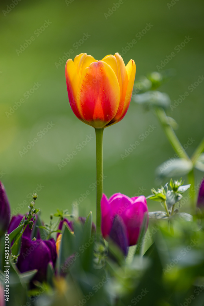Obraz premium Tulip