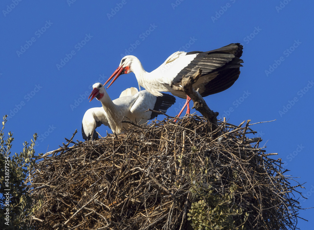 Fototapeta premium Common white stork