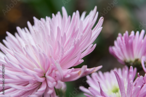 Pink chrysanthemum - Closeup