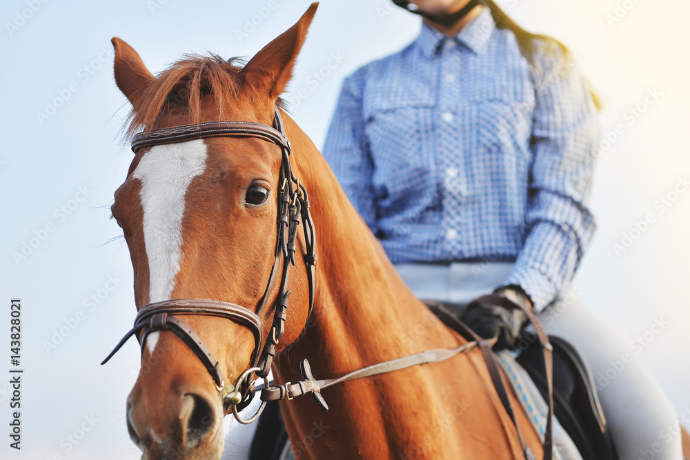 Fototapeta premium Girl jockey riding a horse