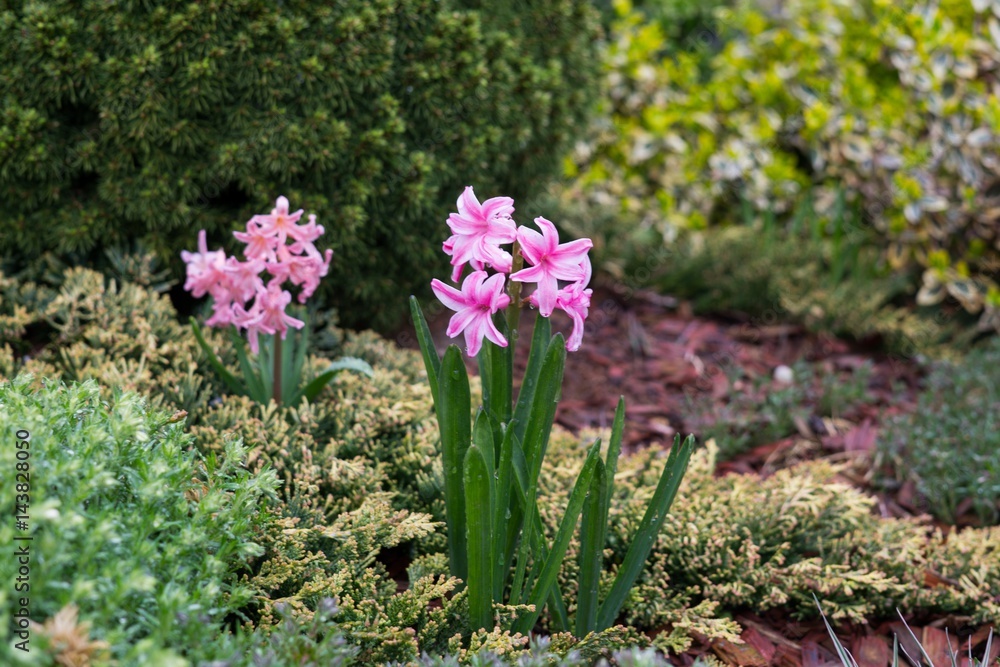 Naklejka premium Gilliflower in the grass during rain. Slovakia