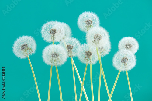 Dandelion flower on green color background  group objects on blank space backdrop  nature and spring season concept.