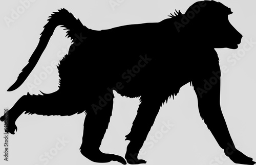 Hand drawn silhouette of a wild baboon - Illustration, black isolated on white background