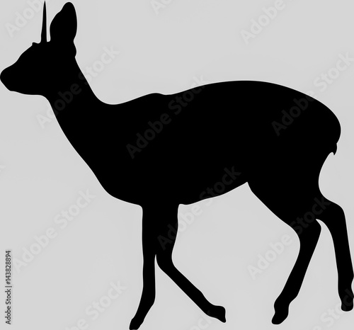 Hand drawn silhouette of a wild klipspringer antelope - Illustration, black isolated on white background photo