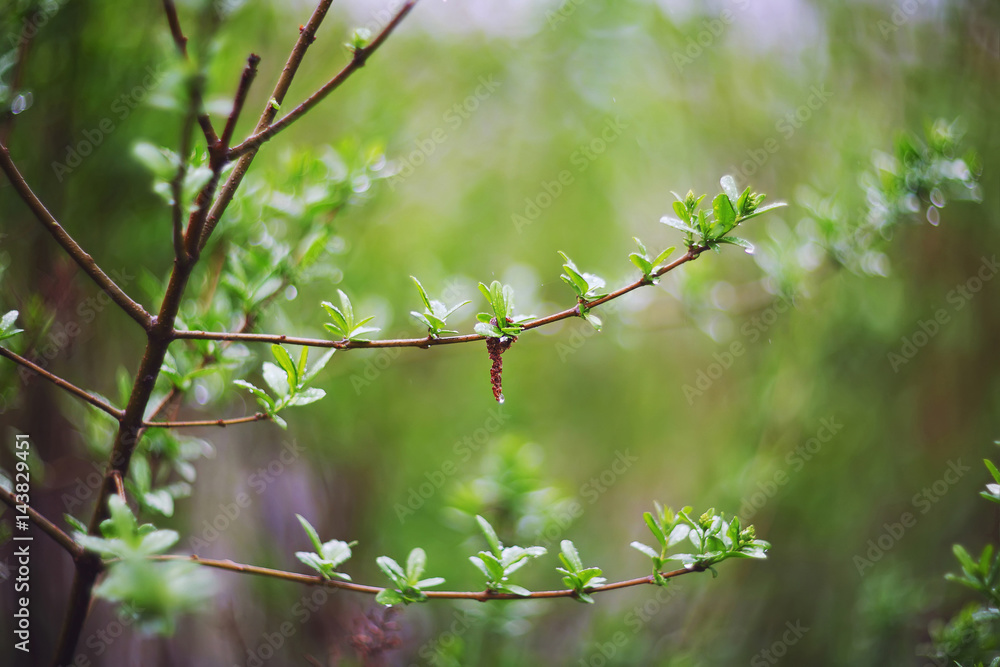 twinkling lights vivid color blurred bokeh spring from leaf background twinkling lights vivid color blurred bokeh spring from leaf background