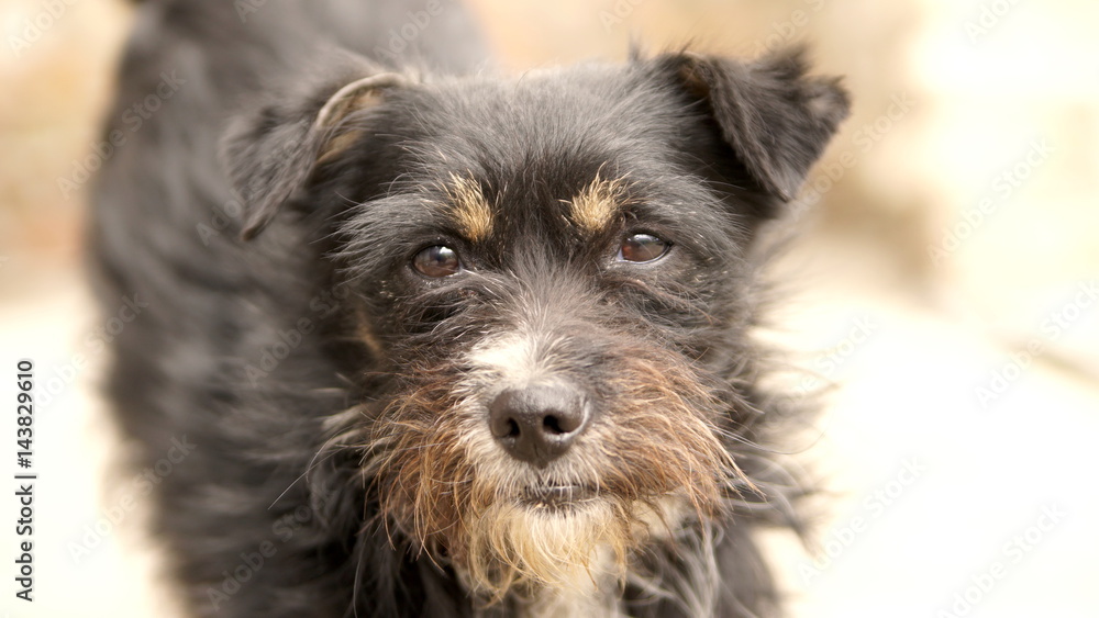 portrait of black terrier focus