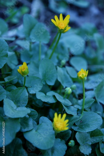 Bright spring flowers in the garden