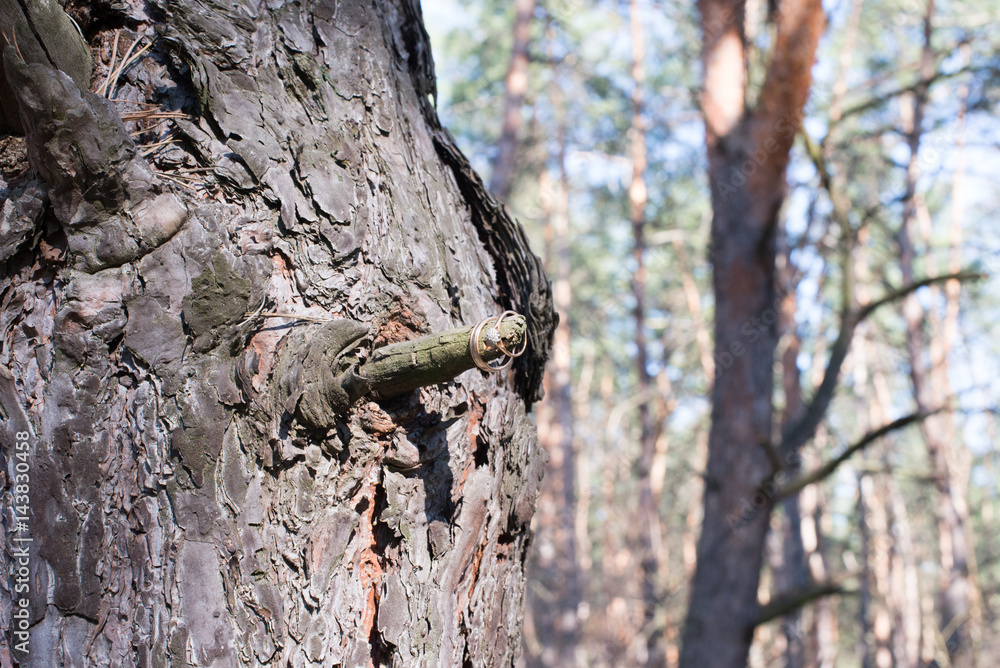 Obraz premium Wedding rings on a tree bark.