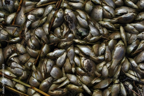 Dead fish on the shore of the pond, muddy, polluted water, close-up