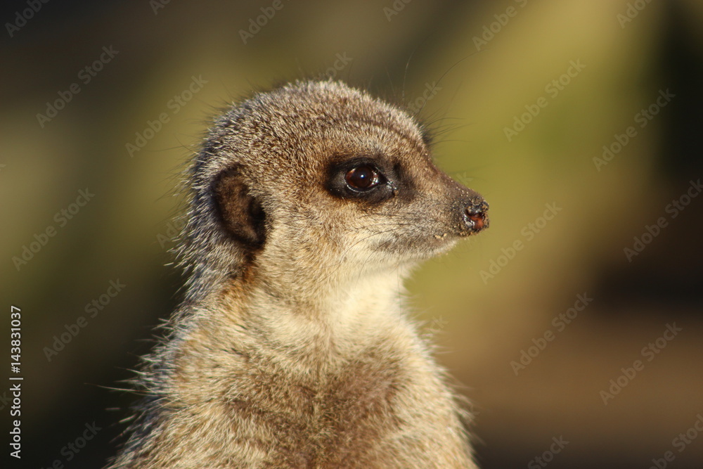 Fototapeta premium Close up of a Meerkat