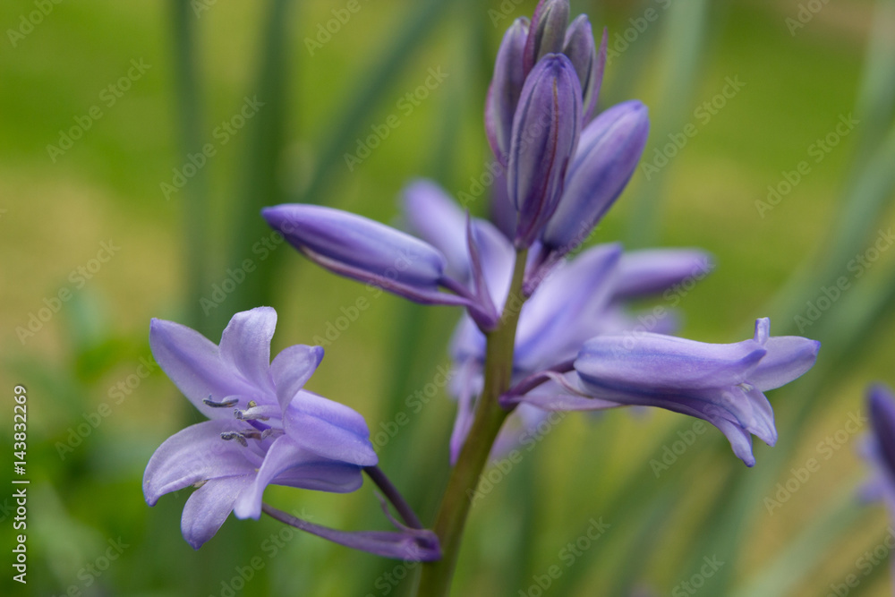 Purple Spring Flowers - Closeup