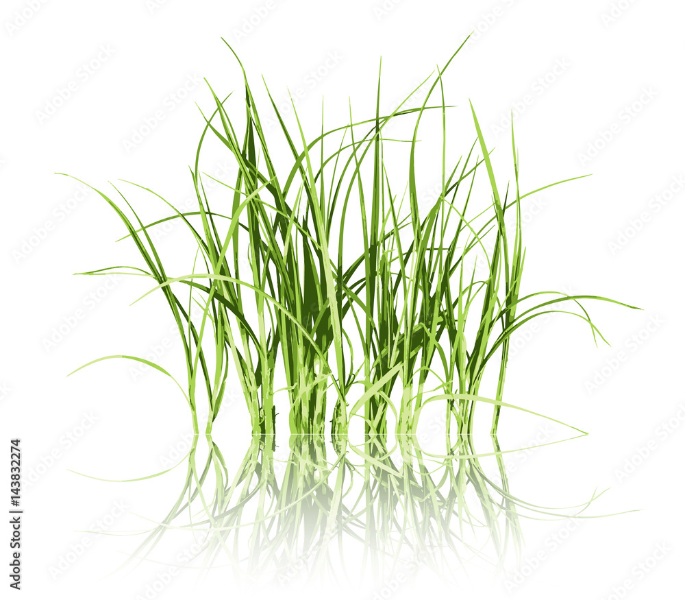 Green grass on white background vector