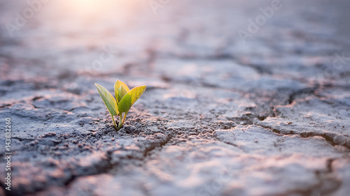 Obraz na plátně Green plant sprout in desert