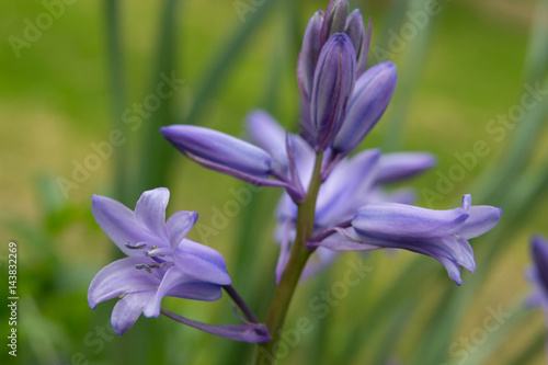 Purple Spring Flowers - Closeup