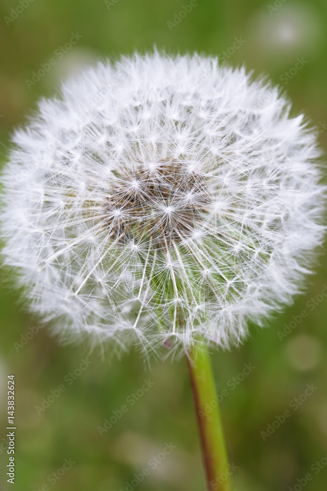 Fototapeta premium Dandelion with seeds blowing away in the wind