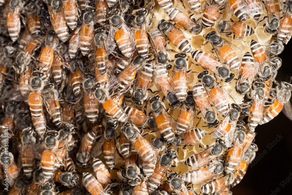 hardworking bees on honeycomb in forest,wild bee on honeycomb