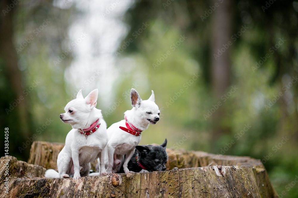 Three lovely and cute chihuahua puppies in collars with funny emotional faces sitting on decayed stump tree in the forest in summertime with colorful bokeh background behind Three lovely and cute chihuahua puppies in collars with funny emotional faces sitting on decayed stump tree in the forest in summertime with colorful bokeh background behind