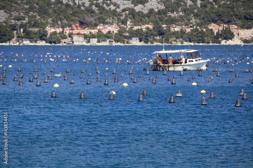 Oyster and fish production in Bistrina bay near town Ston on Peljesac peninsula in Croatia photo