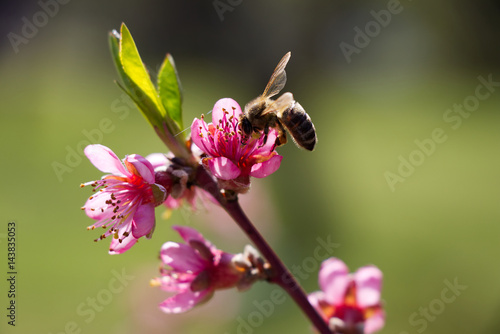 Fototapeta bee collecting nectar from a blooming peach branch, blossoming peach tree and po