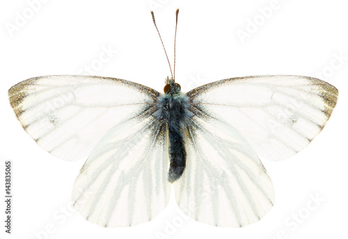Canvas Print The green-veined white Pieris napi beautiful butterfly isolated on white background, dorsal view of butterfly