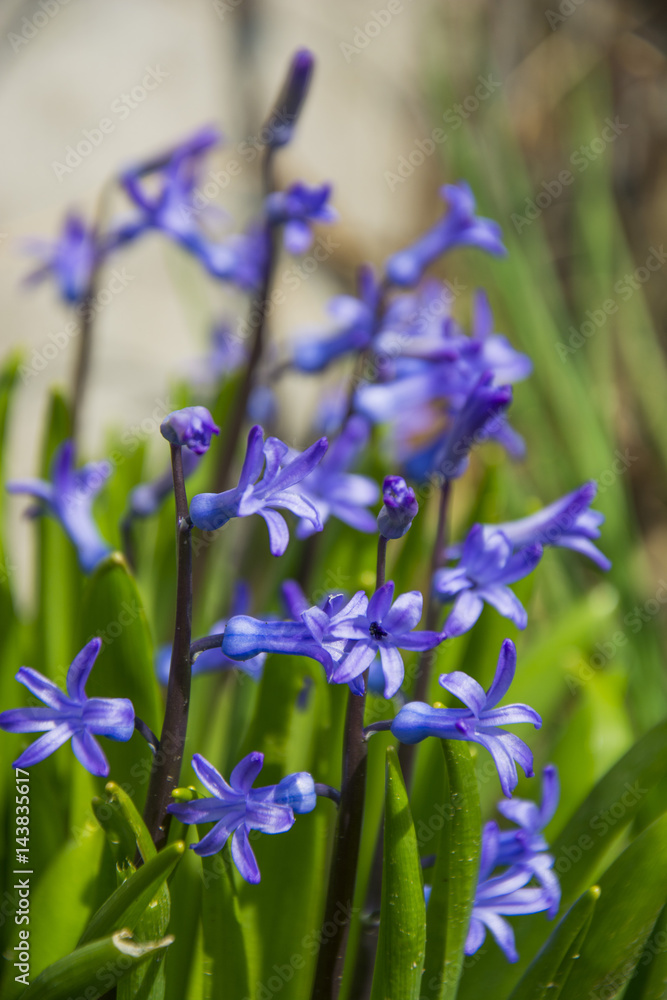 Scilla. Ladoňka. Nice purple flower in sunlight. Spring garden. Hyacinthoides. Small violet petals in green grass Scilla. Ladoňka. Nice purple flower in sunlight. Spring garden. Hyacinthoides. Small violet petals in green grass