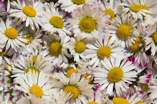 Texture of lot of little daisy with white petals