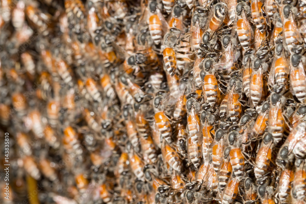 hardworking bees on honeycomb in forest,wild bee on honeycomb hardworking bees on honeycomb in forest,wild bee on honeycomb