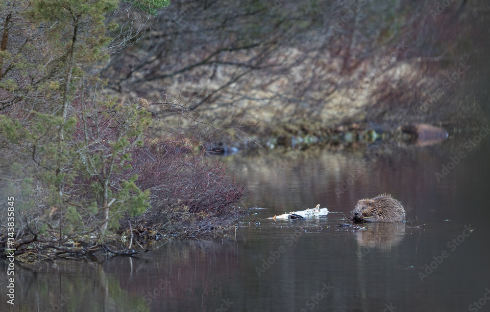 Obraz premium Beaver in natural environment, sitting in the water, eating. Lake in the Forest in Norway