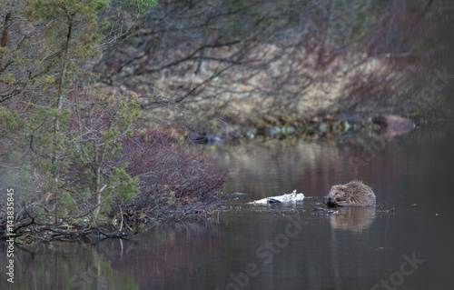 Beaver in natural environment, sitting in the water, eating. Lake in the Forest in Norway
